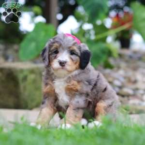 Margarita, Mini Bernedoodle Puppy